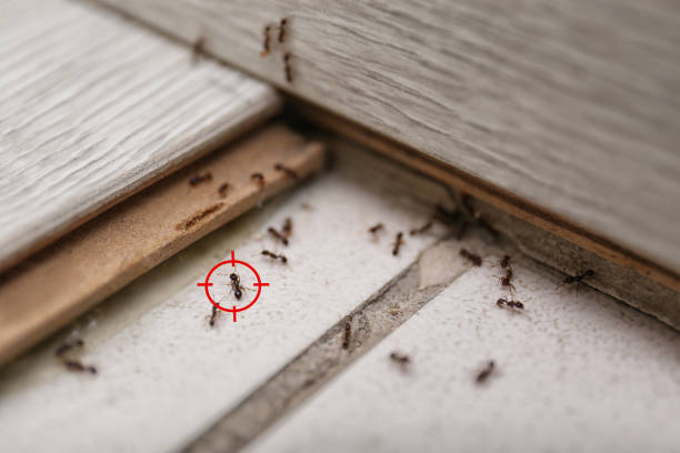 Best Affordable Pest Control Services  in Moore, OK