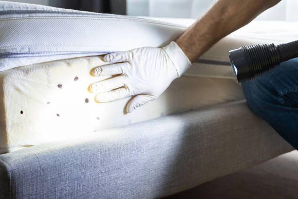 Best Pest Control Near Me  in Moore, OK