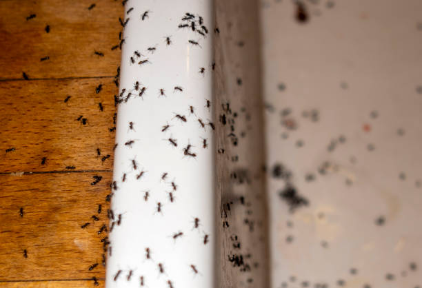Best Local Pest Control Services  in Moore, OK