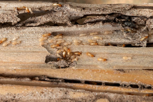 Best Cockroach Control Services  in Moore, OK