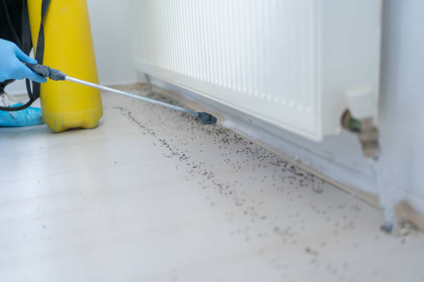 Best Ant Control Services  in Moore, OK